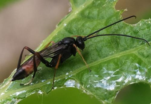 Cryptinae